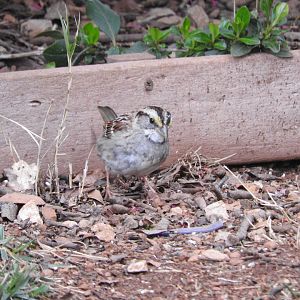 White-throated Sparrow