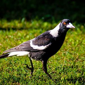 Australian Magpie (Gymnorhina tibicen)