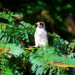 Noisy Miner (Manorina melanocephala)