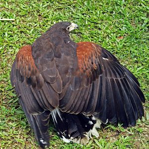 Harris hawk