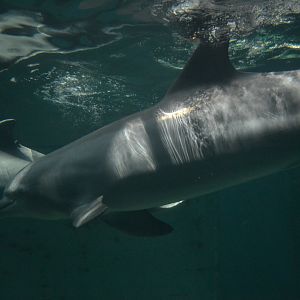 Atlantic bottlenose dolphin