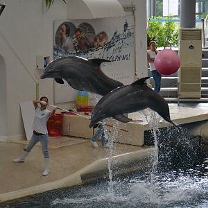 Dolphin show