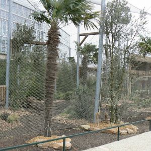 Tropical dome - Future harpy eagles aviary (maybe !)