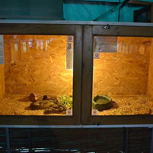Inland taipan exhibit