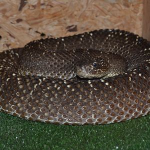Uracoan rattlesnake