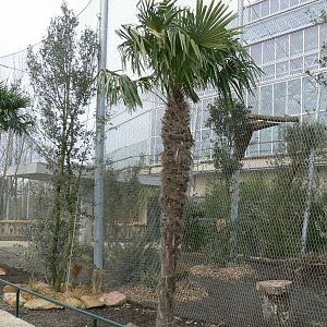 Tropical dome - Future harpy eagles exhibit (fingers crossed)