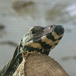 Lace monitor in the reptile house (there are at least 4 or 5)
