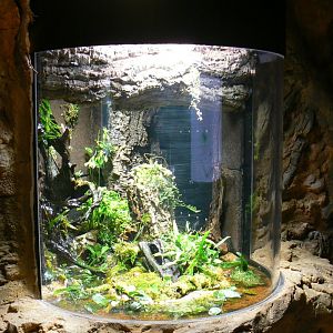 Tropical dome - Entrance tunnel - Poison frogs terrarium (not labelled)