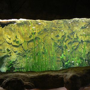 Tropical dome - Entrance tunnel - Aquarium for blind fishes and guppys (not labelled)