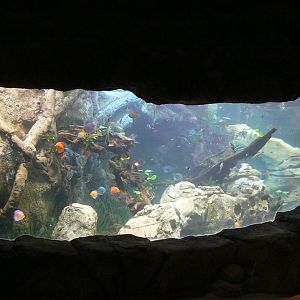 Tropical dome - Entrance tunnel - Aquarium for various cultured fishes (angelfishes, plecos, discus...)