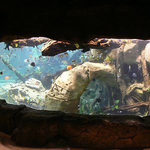 Tropical dome - Entrance tunnel - Aquarium for various cultured fishes (angelfishes, plecos, discus...)