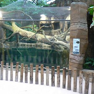 Tropical dome - Green anacondas exhibit