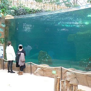 Tropical dome - First manatee pool