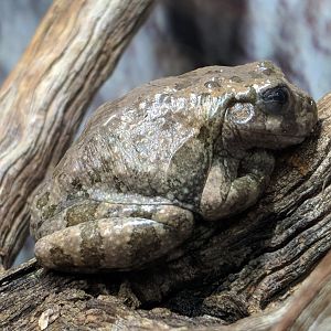 Canyon treefrog (Hyla arenicolor)