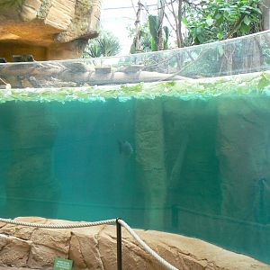 Tropical dome - Cave between the manatees and the giant otters - Main manatee pool