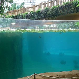 Tropical dome - Cave between the manatees and the giant otters - Main manatee pool