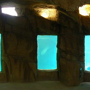 Tropical dome - Cave between the manatees and the giant otters - View ont he main manatee pool