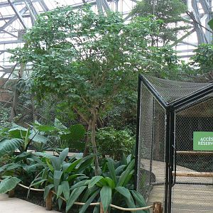 Tropical dome - Bolivian squirrel monkeys and southern tamanduas walkthrough aviary