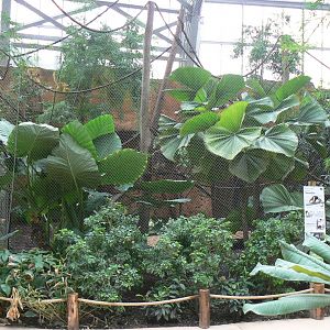 Tropical dome - Bolivian squirrel monkeys and southern tamanduas walkthrough aviary