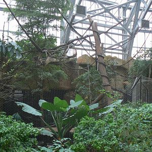 Tropical dome - Bolivian squirrel monkeys and southern tamanduas walkthrough aviary