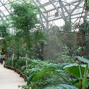 Tropical dome - Bolivian squirrel monkeys and southern tamanduas walkthrough aviary
