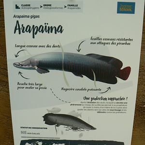 Tropical dome - Arapaima signage