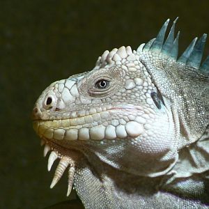 Tropical dome - West indian iguana