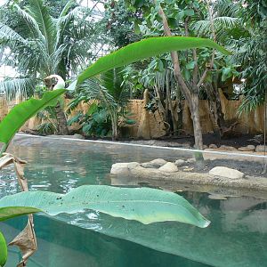 Tropical dome - Giant river otters exhibit