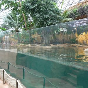Tropical dome - Giant river otters exhibit
