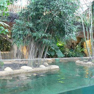 Tropical dome - Giant river otters exhibit