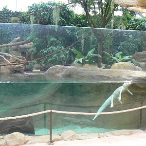 Tropical dome - American and albino alligators exhibit