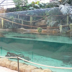 Tropical dome - American and albino alligators exhibit