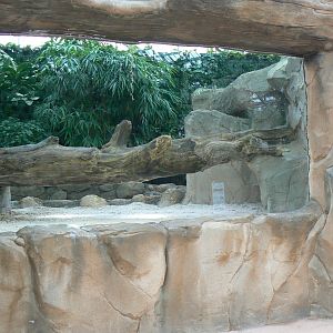 Tropical dome - American and albino alligators exhibit