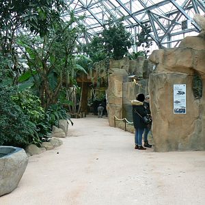 Tropical dome -  American and albino alligators exhibit (on the right)