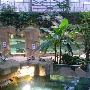 Tropical dome - American and albino alligators exhibit up and giant river otters pool at the bottom