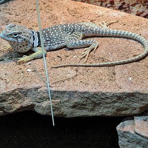 Collared lizard (Crotaphytus collaris)