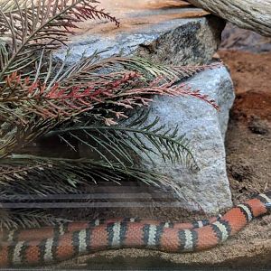 Queretaro kingsnake (Lampropeltis ruthveni)