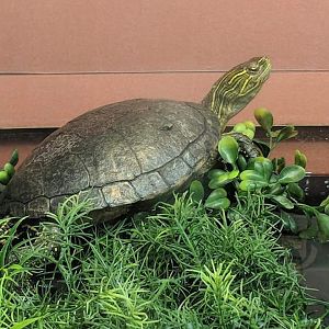 Western painted turtle (Chrysemys picta)