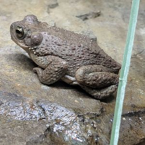 Red spotted toad (Bufo punctatus)