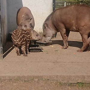 Baby, younger big brother &, mum 22/3/20