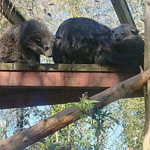 Binturong youngsters 22/3/20