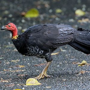 Australian Brush Turkey female