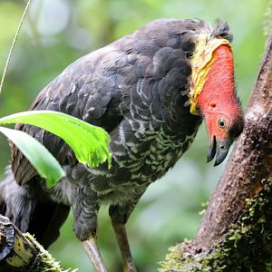 Australian Brush Turkey, male vocalising