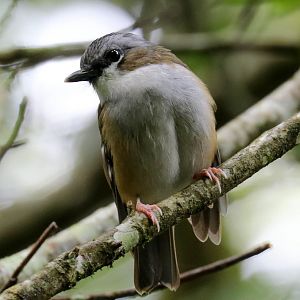 Grey-headed Robin
