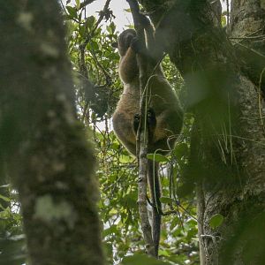 Lumholtz Tree Kangaroo