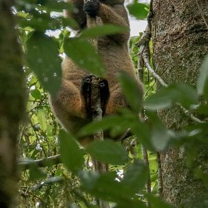 Lumholtz Tree Kangaroo
