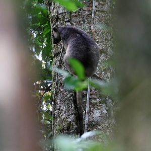 Lumholtz Tree Kangaroo
