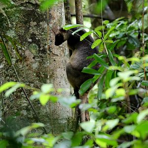 Lumholtz Tree Kangaroo