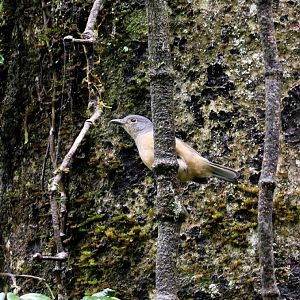 Spectacled Monarch juvenile