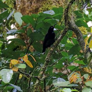 Victoria's Riflebird